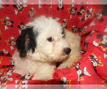 Small Photo #4 Bichpoo Puppy For Sale in PATERSON, NJ, USA