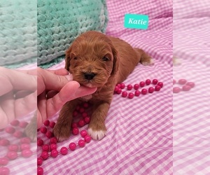 Cavapoo Puppy for sale in CHADWICK, MO, USA