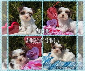 Yorkshire Terrier Puppy for sale in CENTER, TX, USA