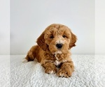 Small Goldendoodle (Miniature)