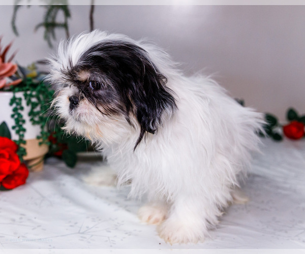 Medium Photo #12 Shih Tzu Puppy For Sale in WAKARUSA, IN, USA