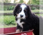 Small Photo #7 Bernedoodle Puppy For Sale in EAST EARL, PA, USA