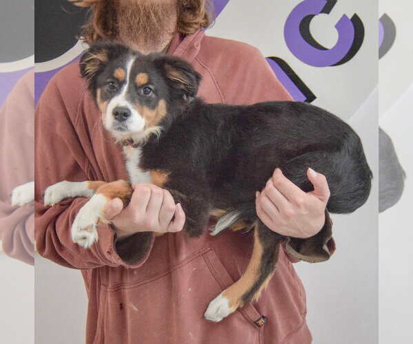 Medium Photo #2 Australian Terrier-Collie Mix Puppy For Sale in Huntley, IL, USA