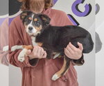 Small #1 Australian Terrier-Collie Mix