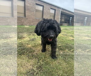 Poodle (Miniature)-Unknown Mix Dogs for adoption in Rowlett, TX, USA