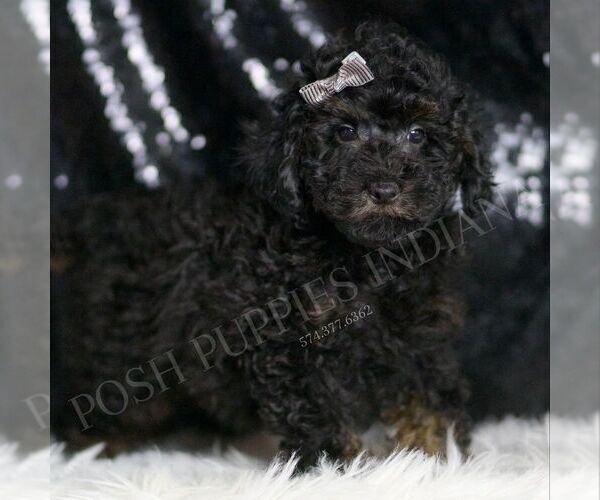 Medium Photo #4 Poodle (Toy) Puppy For Sale in WARSAW, IN, USA