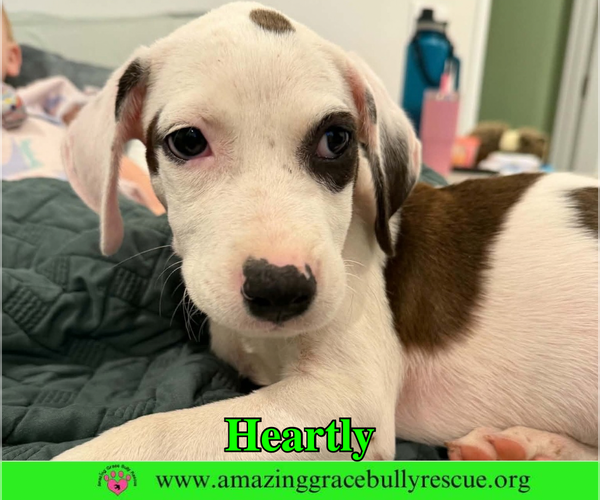 Medium Photo #2 American Bulldog-Unknown Mix Puppy For Sale in Milton, FL, USA