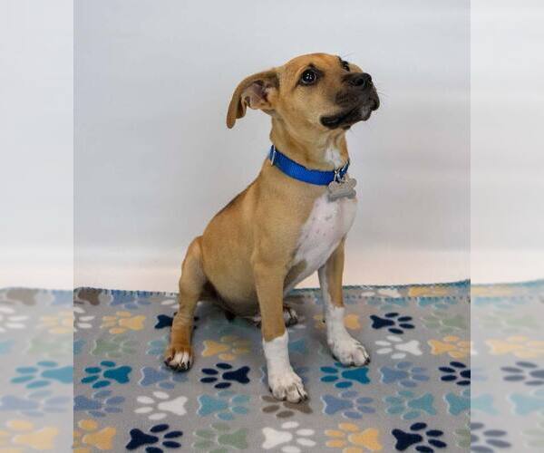Medium Photo #5 Mutt Puppy For Sale in Kennesaw, GA, USA