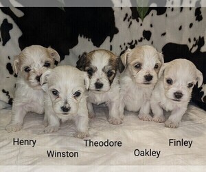 Havanese Puppy for sale in VANCOUVER, WA, USA