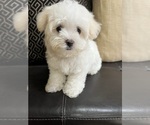 Small Photo #5 Maltese Puppy For Sale in RICHMOND, IL, USA