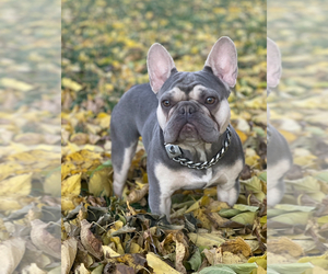 Father of the French Bulldog puppies born on 07/30/2025