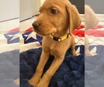 Puppy Puppy 6 Labrador Retriever