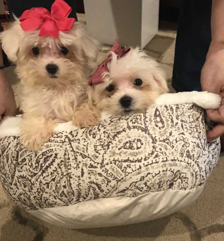 Medium Photo #1 Maltese Puppy For Sale in RALEIGH, NC, USA