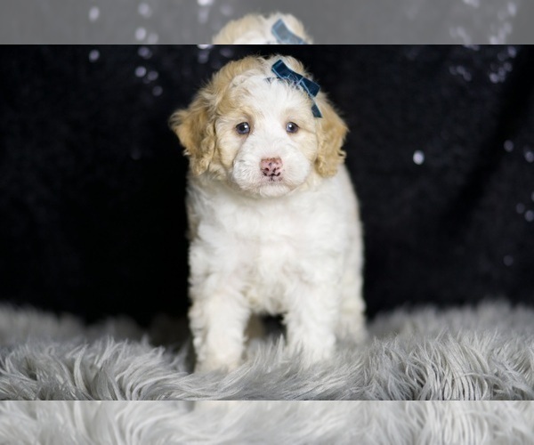 Medium Photo #59 Maltipoo (Miniature) Puppy For Sale in WARSAW, IN, USA