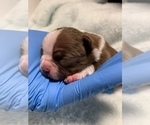 Small Photo #11 Boston Terrier Puppy For Sale in TULARE, CA, USA