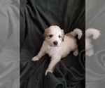 Puppy Pixel Great Pyrenees