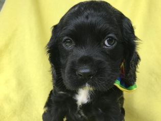 Cocker Spaniel Puppy for sale in QUARRYVILLE, PA, USA