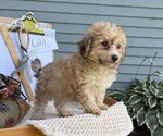 Small #3 Yorkshire Terrier