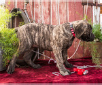 Small Photo #12 Mastiff Puppy For Sale in WAKARUSA, IN, USA