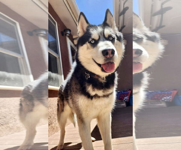 Medium Photo #7 Siberian Husky Puppy For Sale in Cedar Crest, NM, USA