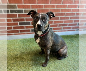 American Pit Bull Terrier Dogs for adoption in Edmond, OK, USA