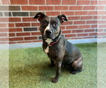 MALLOREE - Female American Pit Bull Terrier Dog for Adoption - Small photo