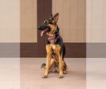 Small #18 German Shepherd Dog Mix