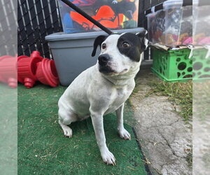 Bull Terrier-Unknown Mix Dogs for adoption in Long Beach, CA, USA