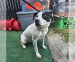 *CALISTA - Female Bull Terrier-Unknown Mix Dog for Adoption - Small photo