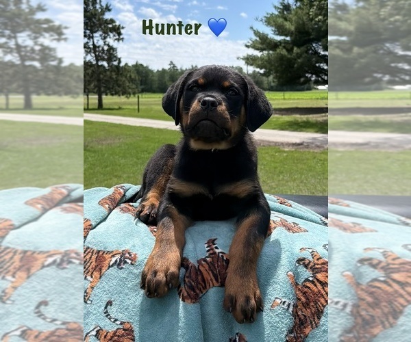 Medium Photo #1 Rottweiler Puppy For Sale in WHEATFIELD, IN, USA