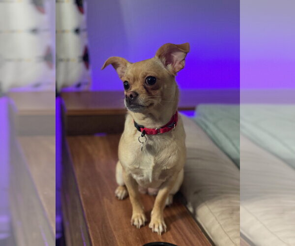 Medium Photo #6 Chihuahua Puppy For Sale in Techny, IL, USA