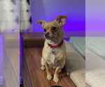 Small #5 Chihuahua