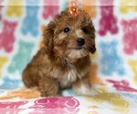 Small #8 YorkiePoo