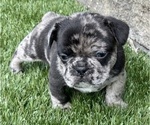 Small Photo #4 French Bulldog Puppy For Sale in FORT WAYNE, IN, USA