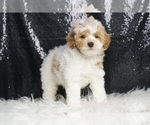 Puppy Finn AKC Poodle (Miniature)