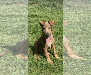 Catahoula Leopard Dog-Unknown Mix Dogs for adoption in pomfret, CT, USA