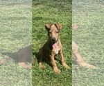 Small Catahoula Leopard Dog Mix