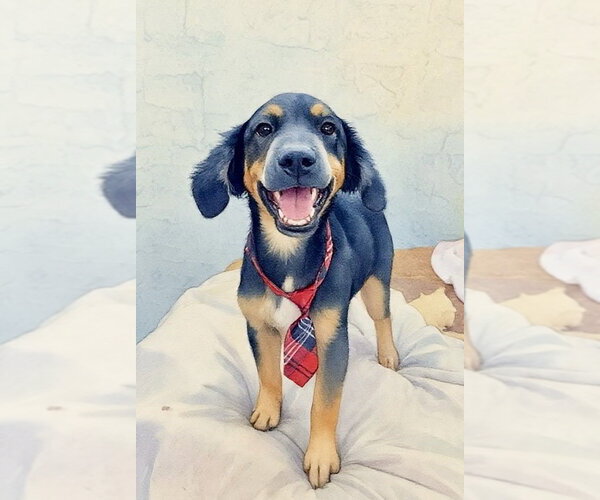 Medium Photo #2 Black and Tan Coonhound-Unknown Mix Puppy For Sale in San Diego, CA, USA