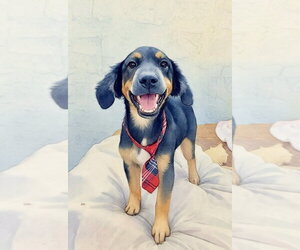 Duke - Male Black and Tan Coonhound-Unknown Mix Dog for Adoption - Photo #2