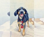 Small #1 Black and Tan Coonhound Mix