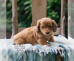 Small #2 Dachshund