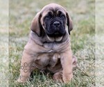 Small #1 Cane Corso