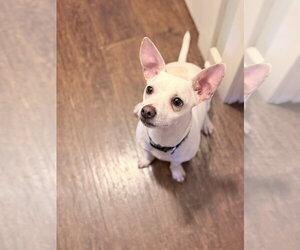 Malcolm - Male Chihuahua Dog for Adoption - Photo #2