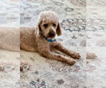 Rico - Male Poodle (Miniature) Dog for Adoption - Small photo