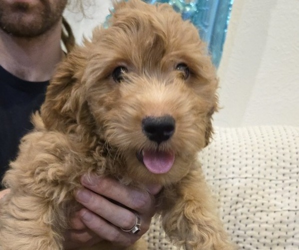 Medium Photo #1 Cavapoo (Miniature)-Goldendoodle Mix Puppy For Sale in AUSTIN, TX, USA