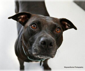 LUCKY - Female Labrador Retriever-Unknown Mix Dog for Adoption - Photo #2