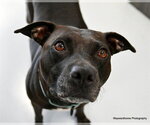 Small Photo #2 Labrador Retriever-Unknown Mix Puppy For Sale in Ocala, FL, USA