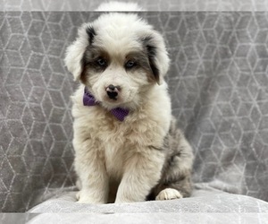Australian Shepherd Puppy for sale in LAKELAND, FL, USA