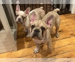 Small #1 French Bulldog