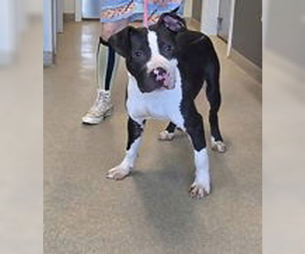 Medium Photo #2 American Pit Bull Terrier-Unknown Mix Puppy For Sale in Oskaloosa, IA, USA